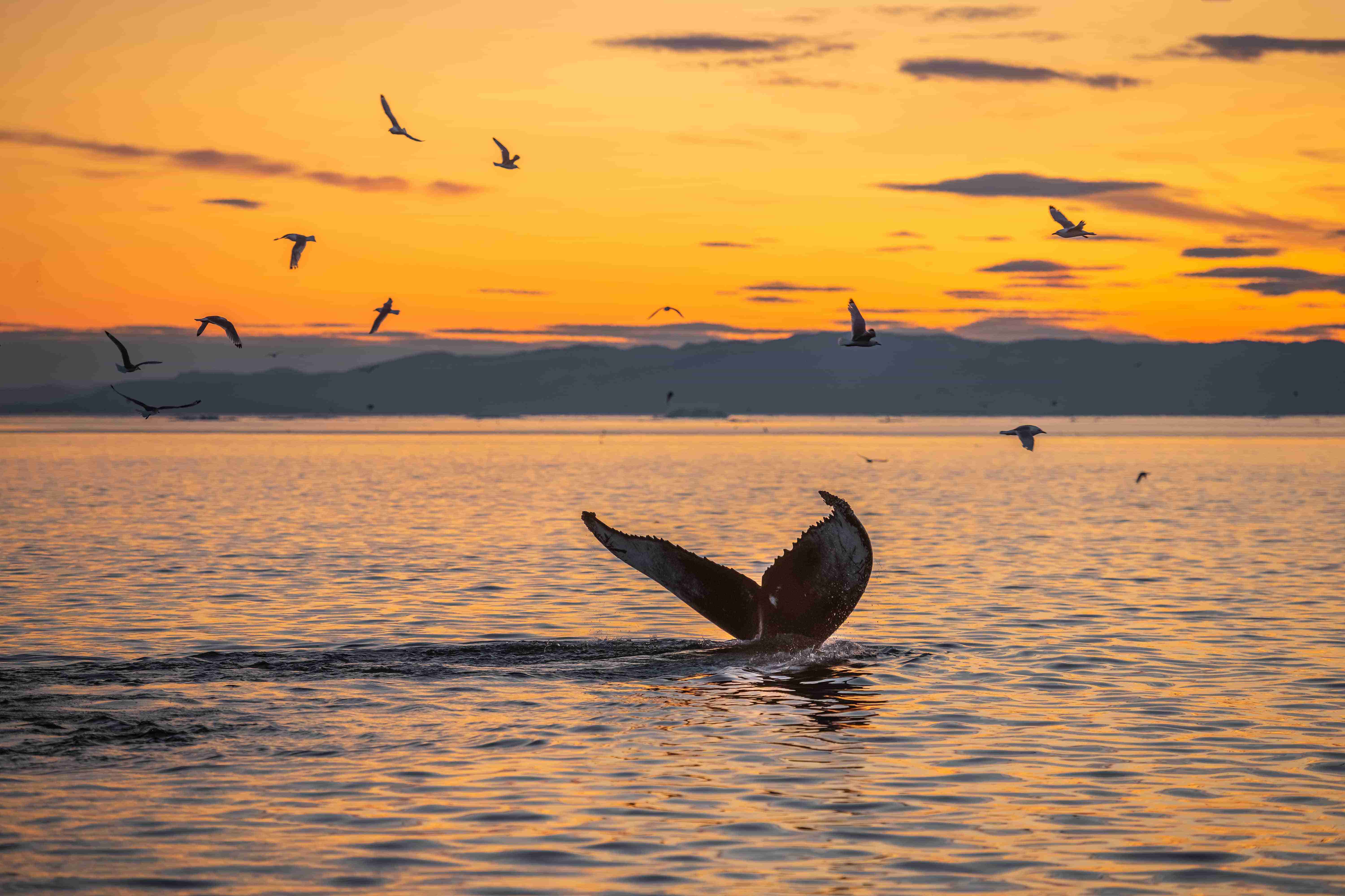 Whale Watching